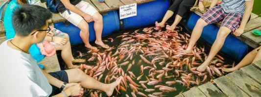 Fish Spa