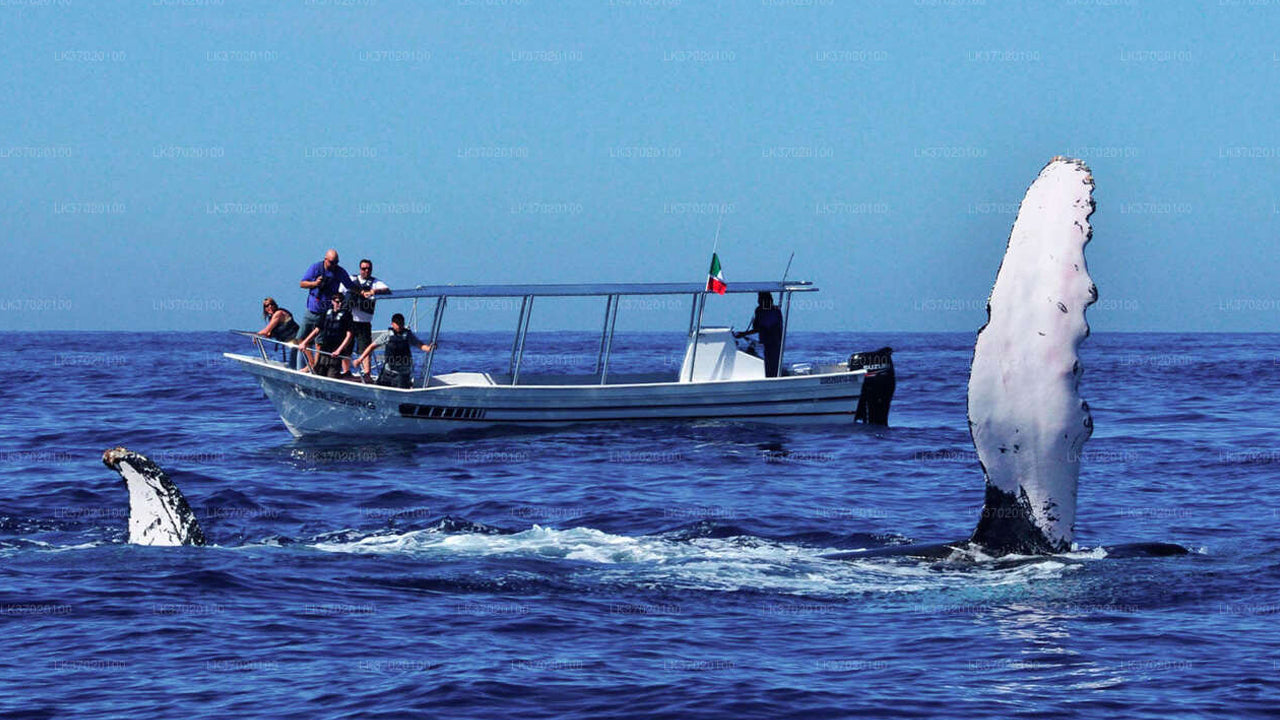 Whale Watching from Ahungalla