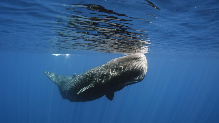 Whale Watching from Bentota