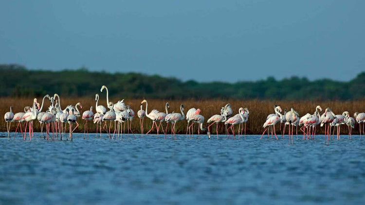 Birdwatching from Chundikulam