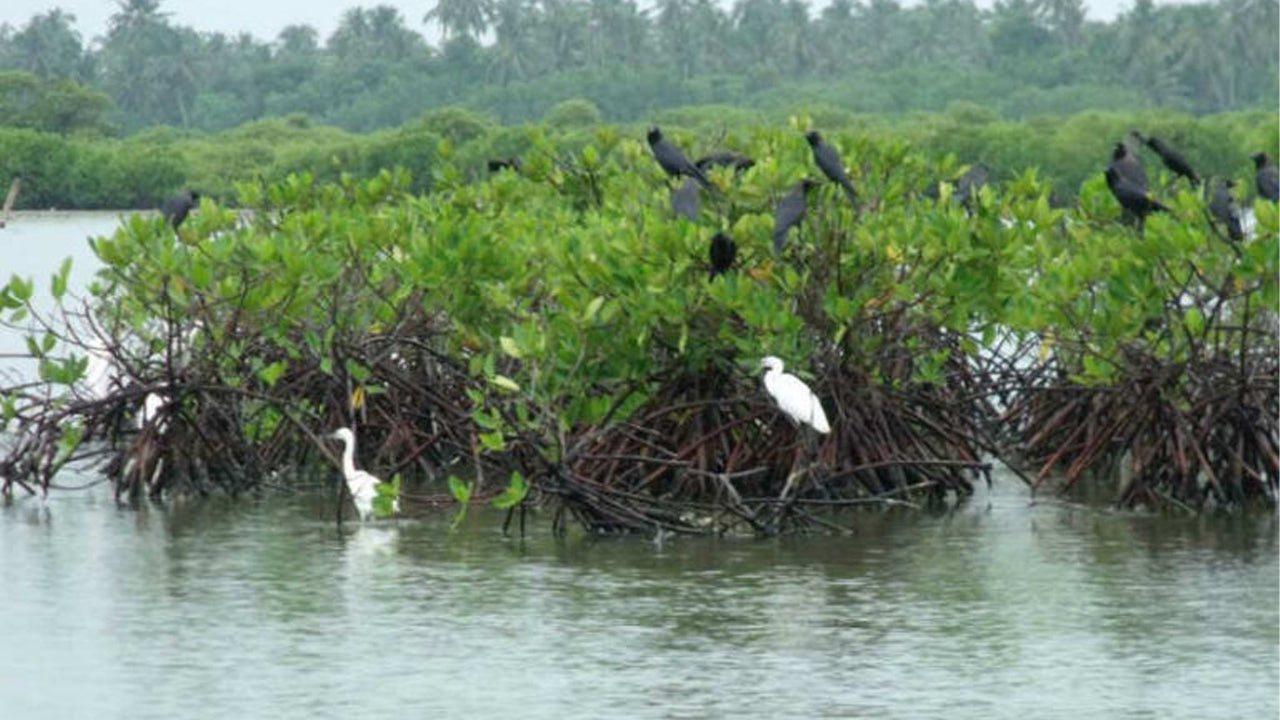 Muthurajawela and Dutch Canal Boat Ride with Negombo City Tour from Colombo