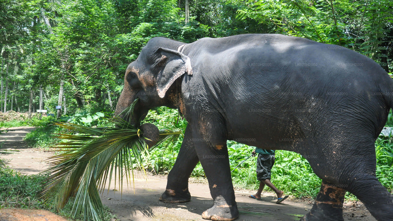 Millennium Elephant Foundation Visit from Kitulgala