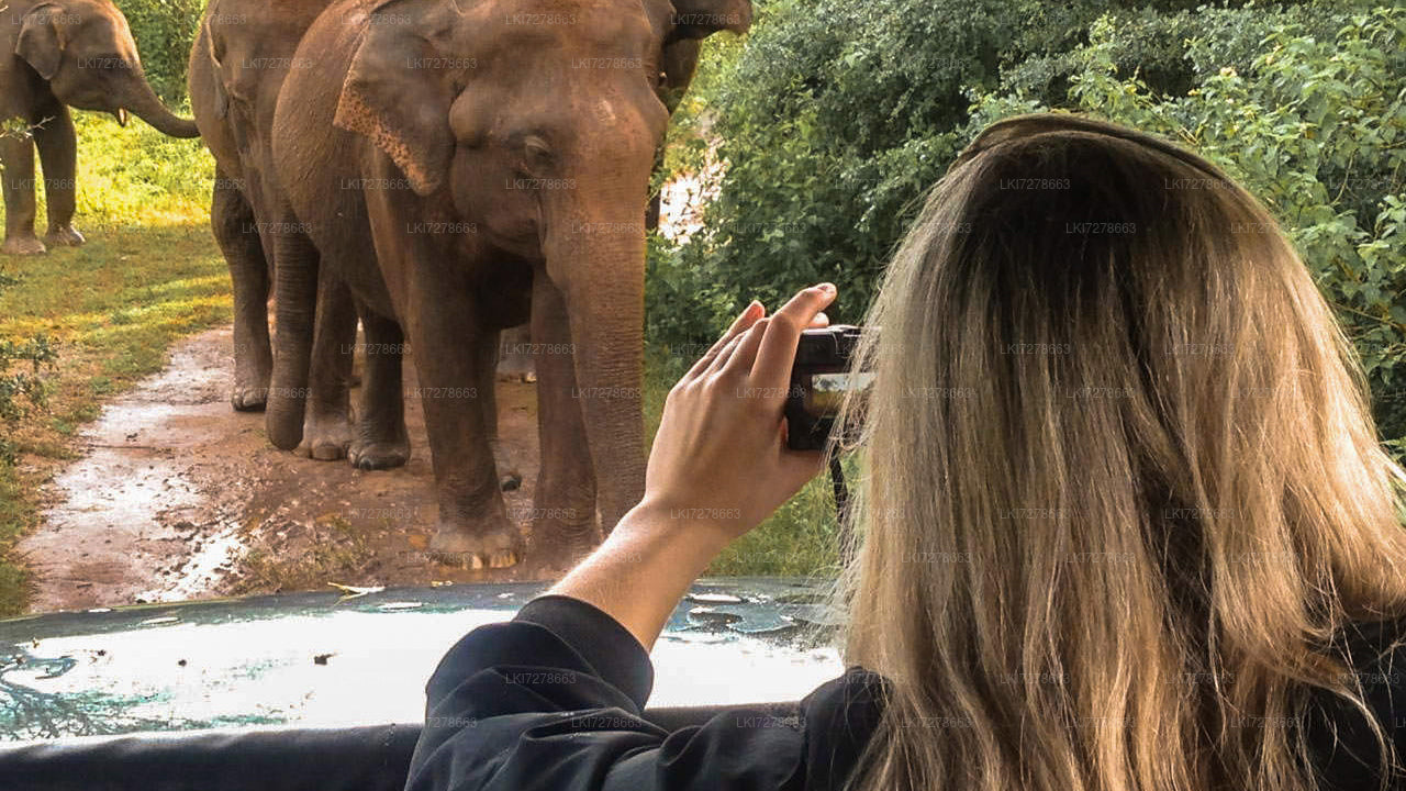 Sigiriya Rock, Dambulla and Wild Elephant Safari from Colombo