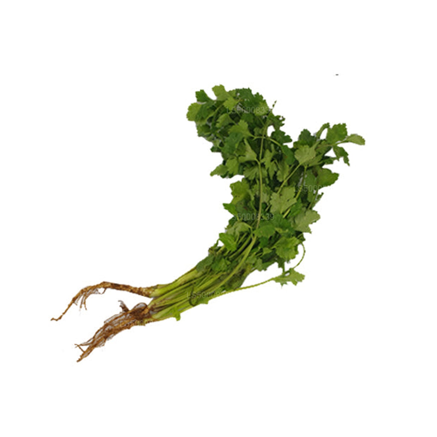 Coriander Leaves (කොත්තමල්ලි කොළ) (100g)