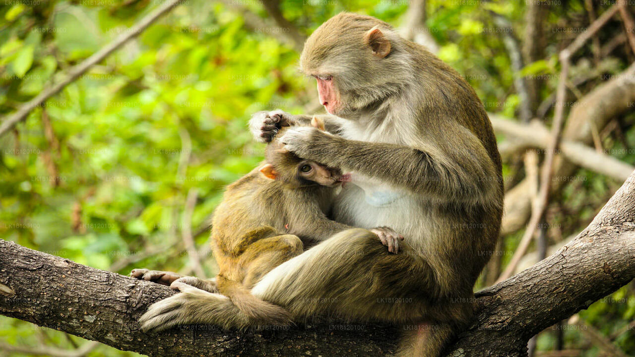 Explore the Monkey Kingdom from Polonnaruwa