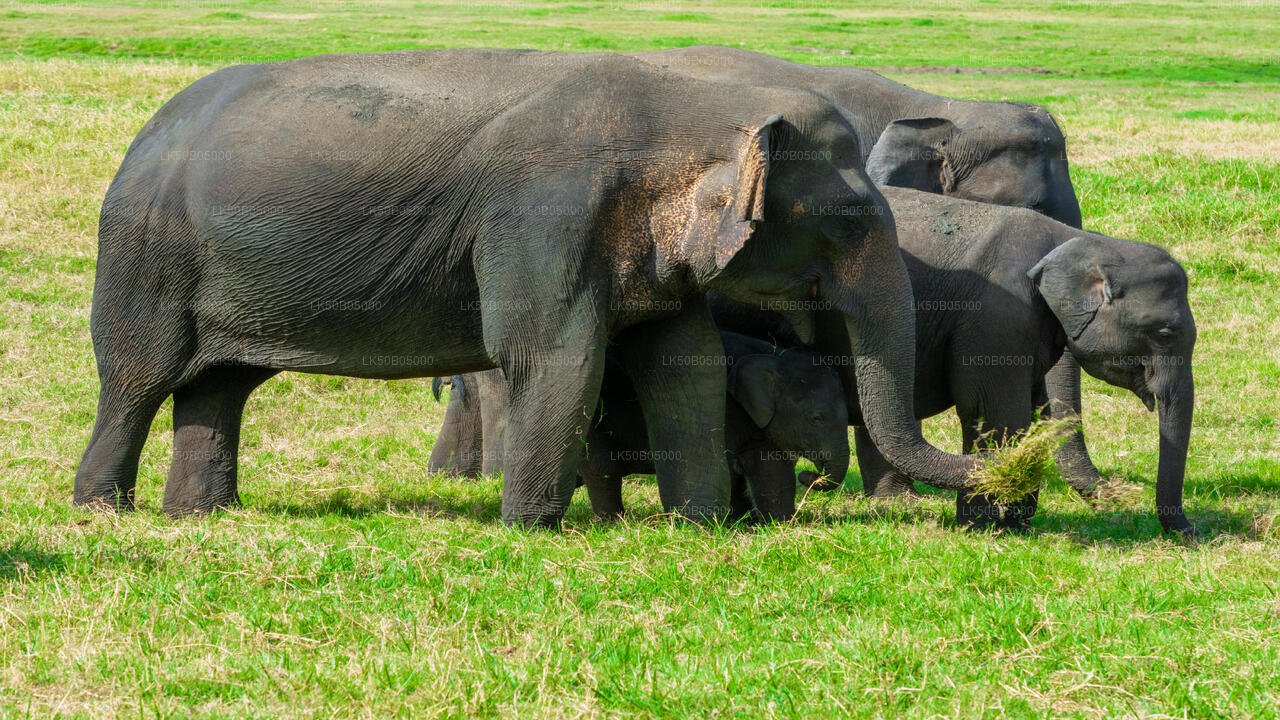 Minneriya National Park Safari from Sigiriya
