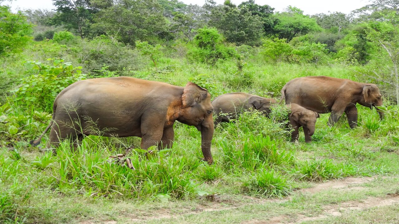 Hurulu Eco Park Private Safari with Naturalist