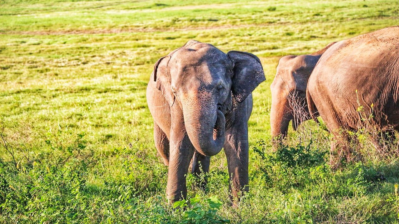 Hurulu Eco Park Private Safari with Naturalist