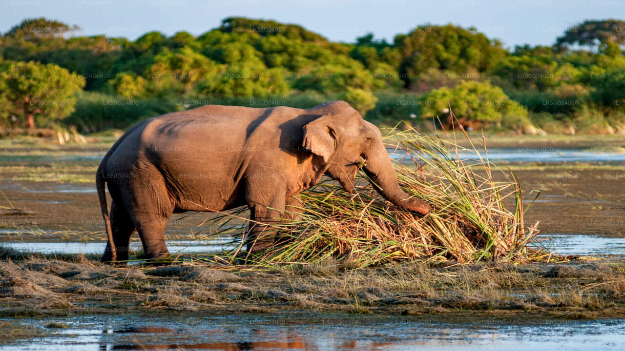 Kumana National Park Safari from Pottuvil