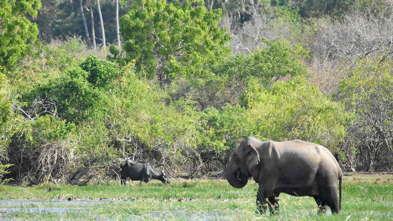 Kumana National Park Safari from Pottuvil