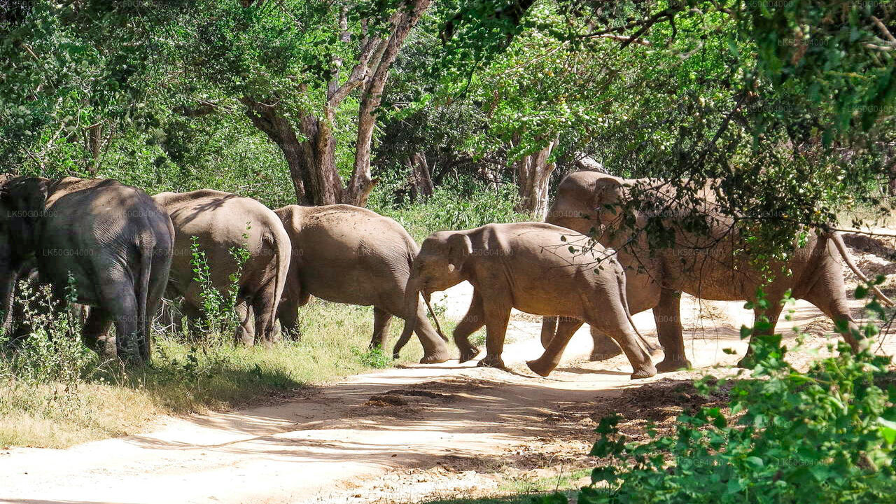 Kumana National Park Safari from Pottuvil