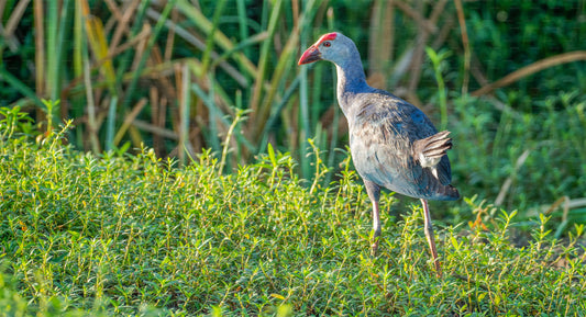 Bundala National Park Private Safari with Naturalist