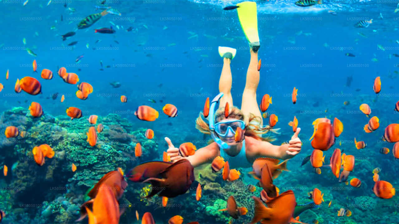 Snorkeling from Negombo