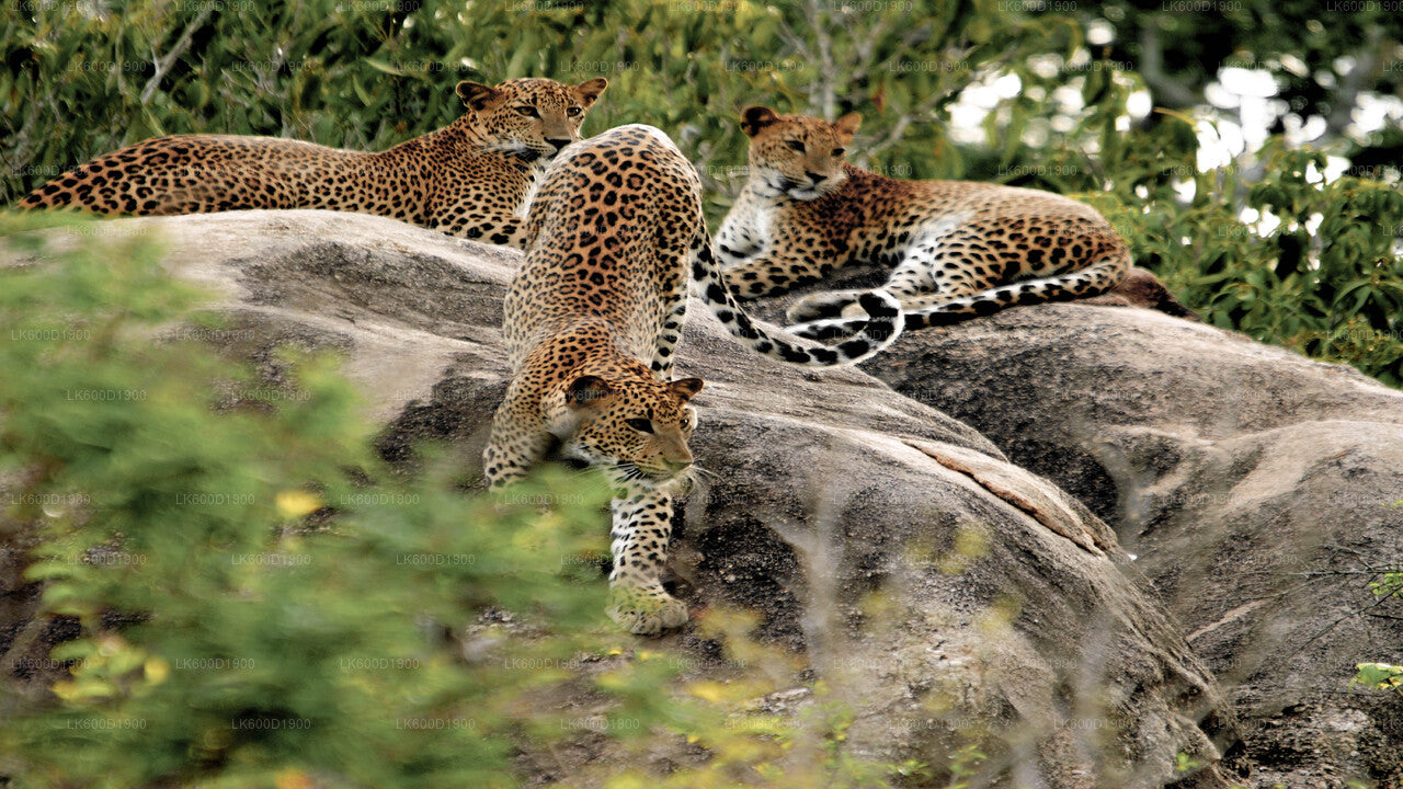 Yala National Park Safari from Bentota