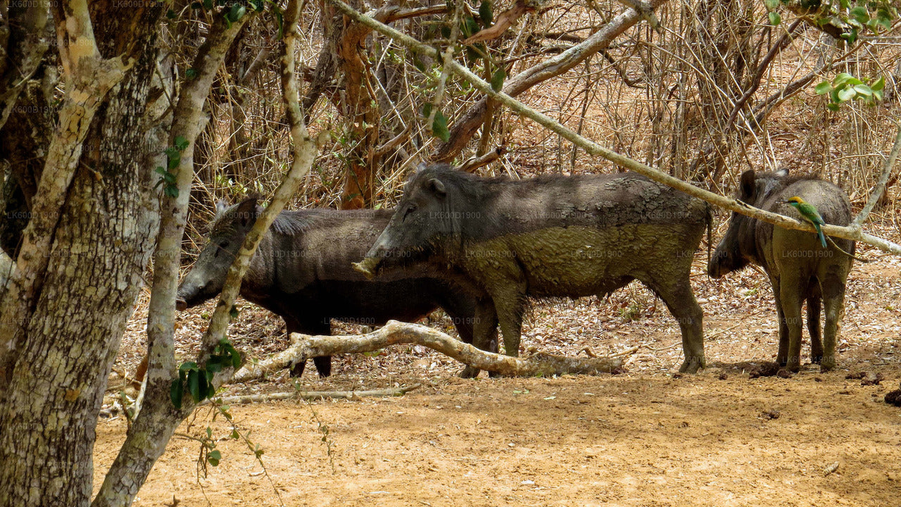 Yala National Park Safari from Bentota