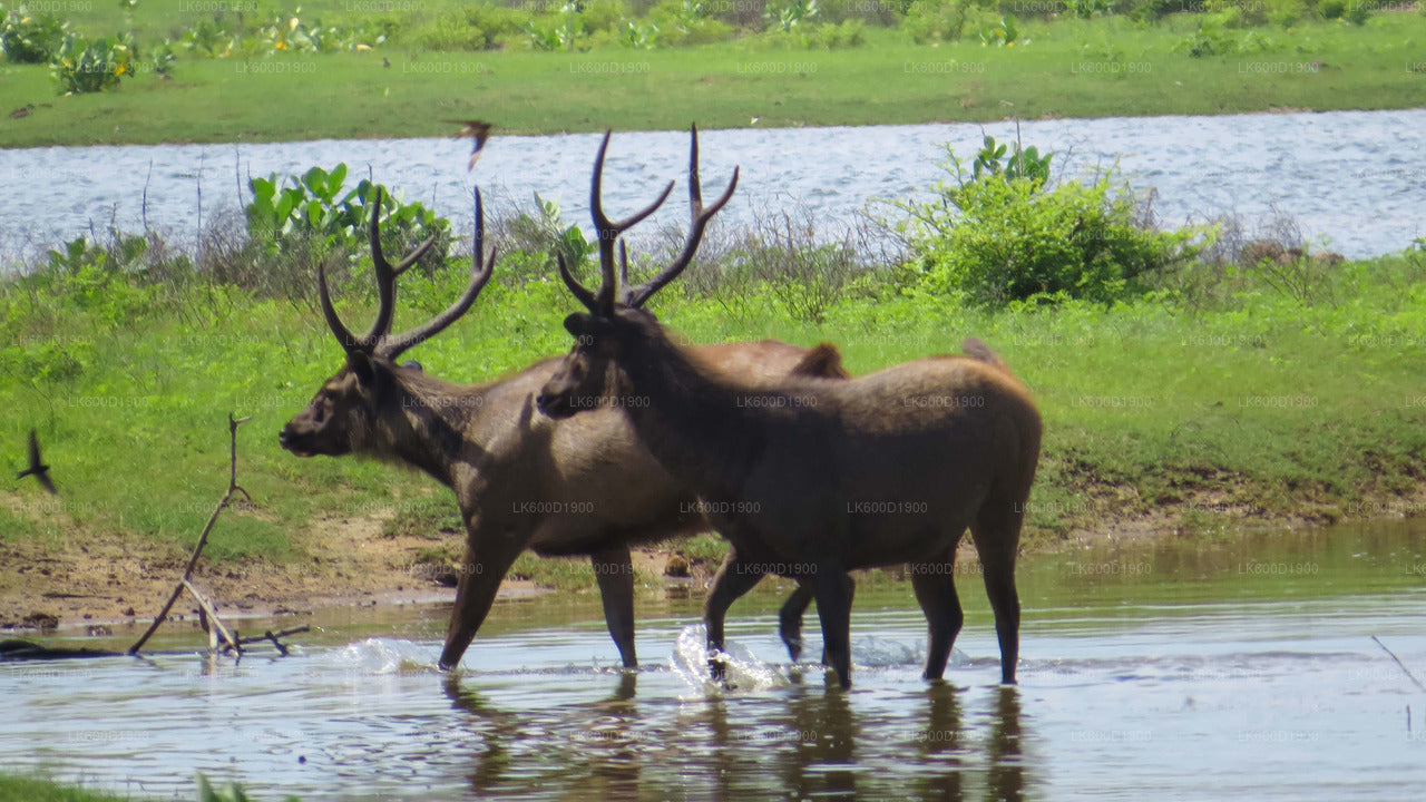 Yala National Park Safari from Bentota