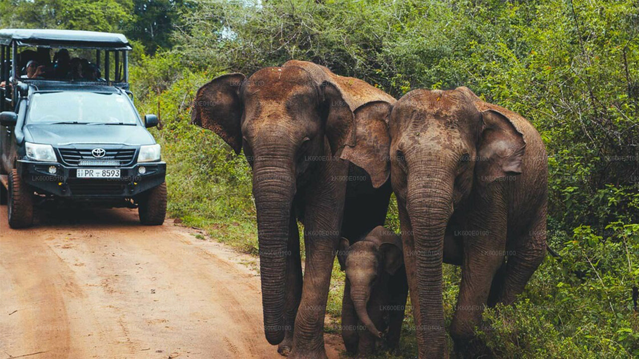 Udawalawe National Park Safari from Beruwala