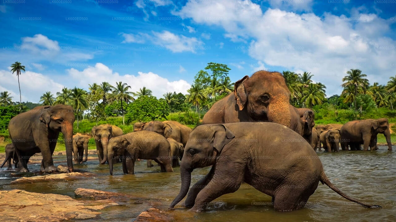 Pinnawala Elephant Orphanage from Beruwala