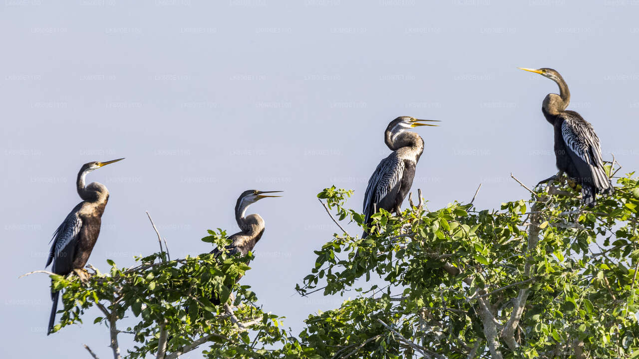 Bundala National Park Safari from Beruwala