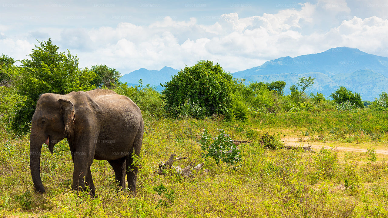 Bundala National Park Safari from Koggala