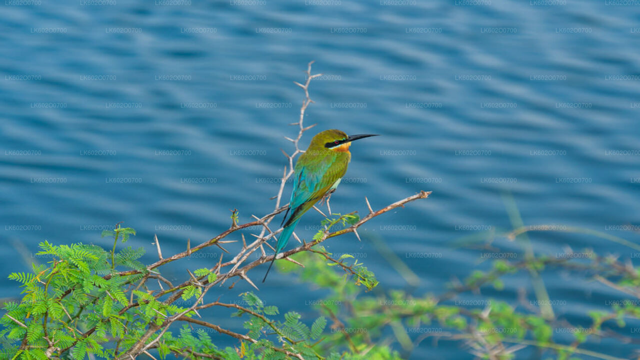 Bundala National Park Safari from Mirissa