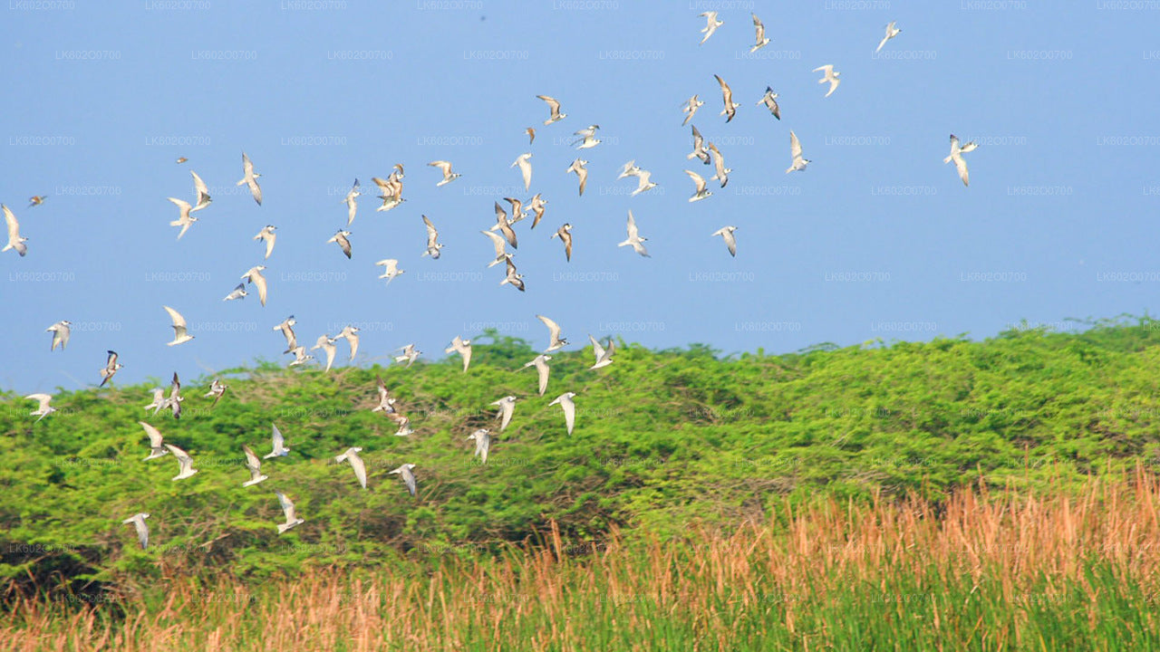 Bundala National Park Safari from Mirissa