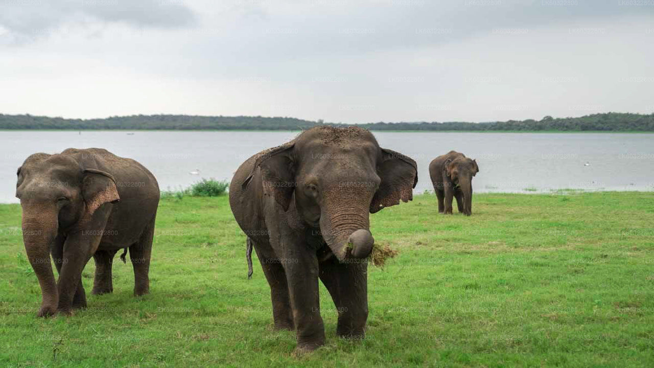 Kaudulla National Park Safari from Habarana