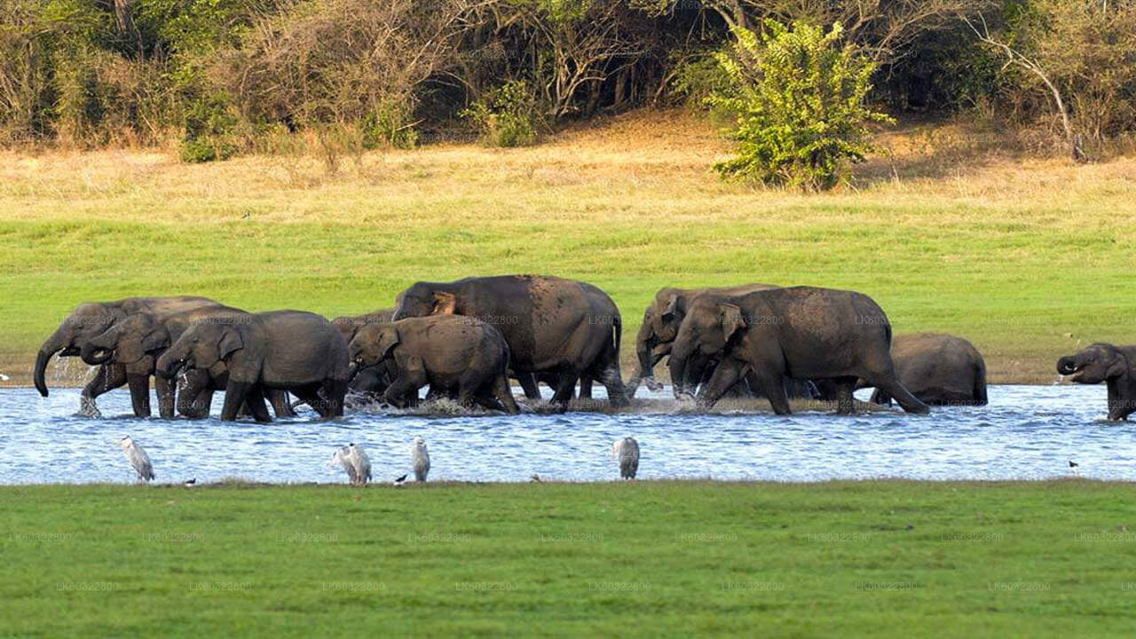 Kaudulla National Park Safari from Habarana