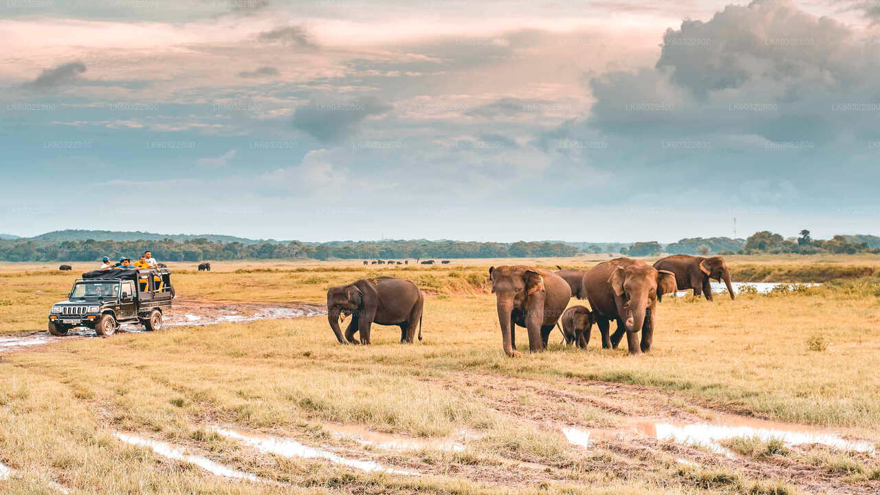 Kaudulla National Park Safari from Habarana