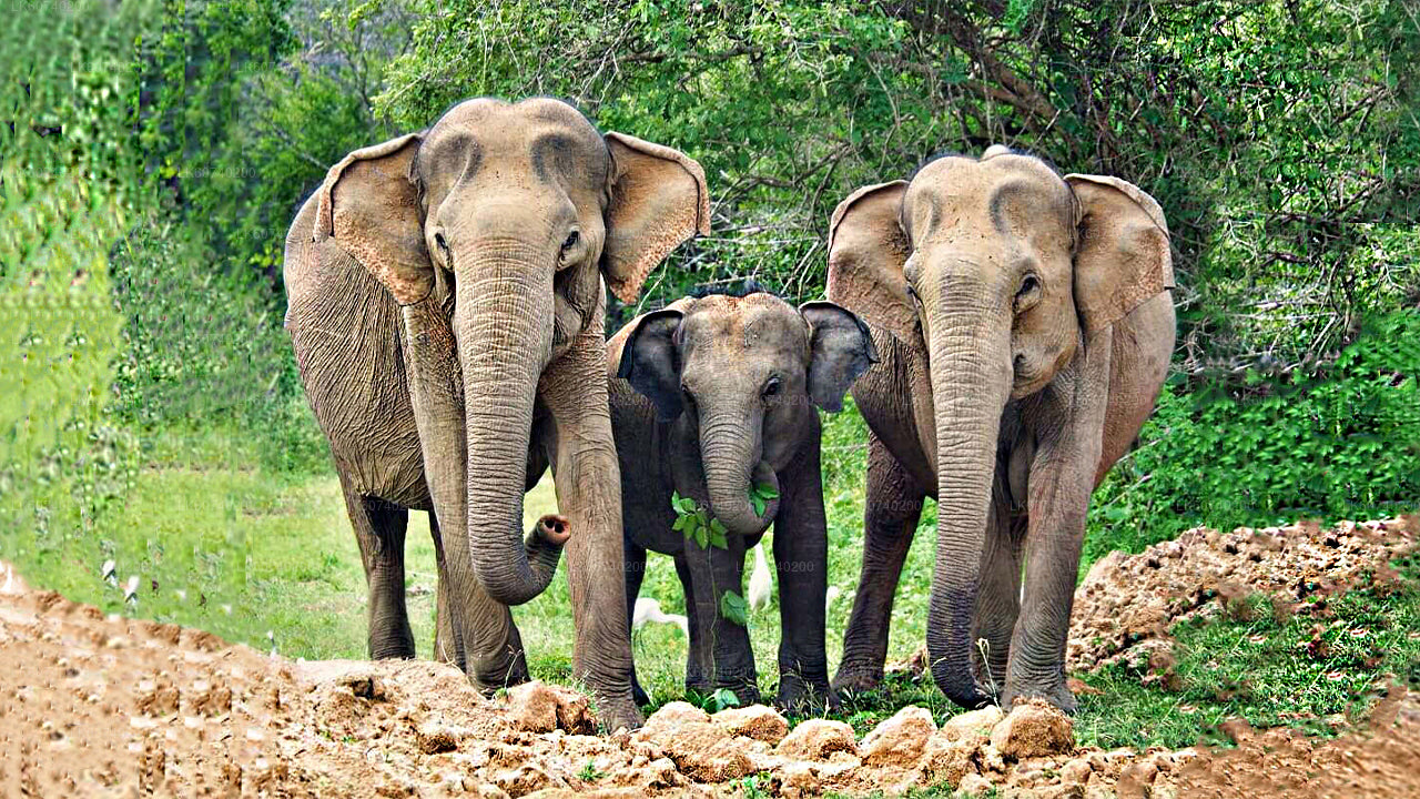 Yala National Park Safari from Ambalangoda