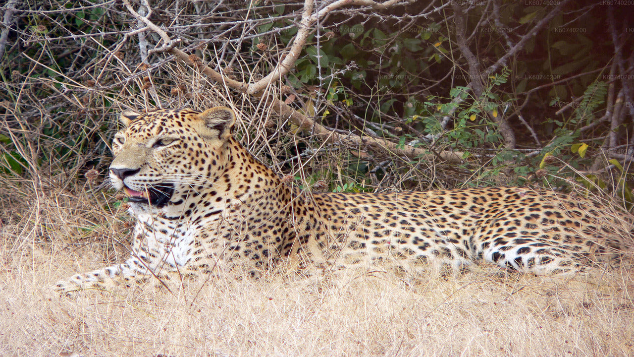 Yala National Park Safari from Ambalangoda