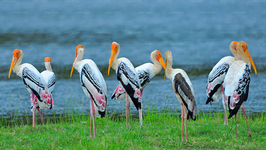 Bundala National Park Safari from Mattala