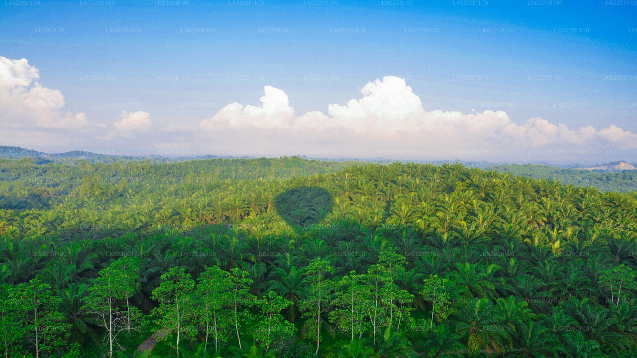 Hot Air Ballooning Tour from Sigiriya