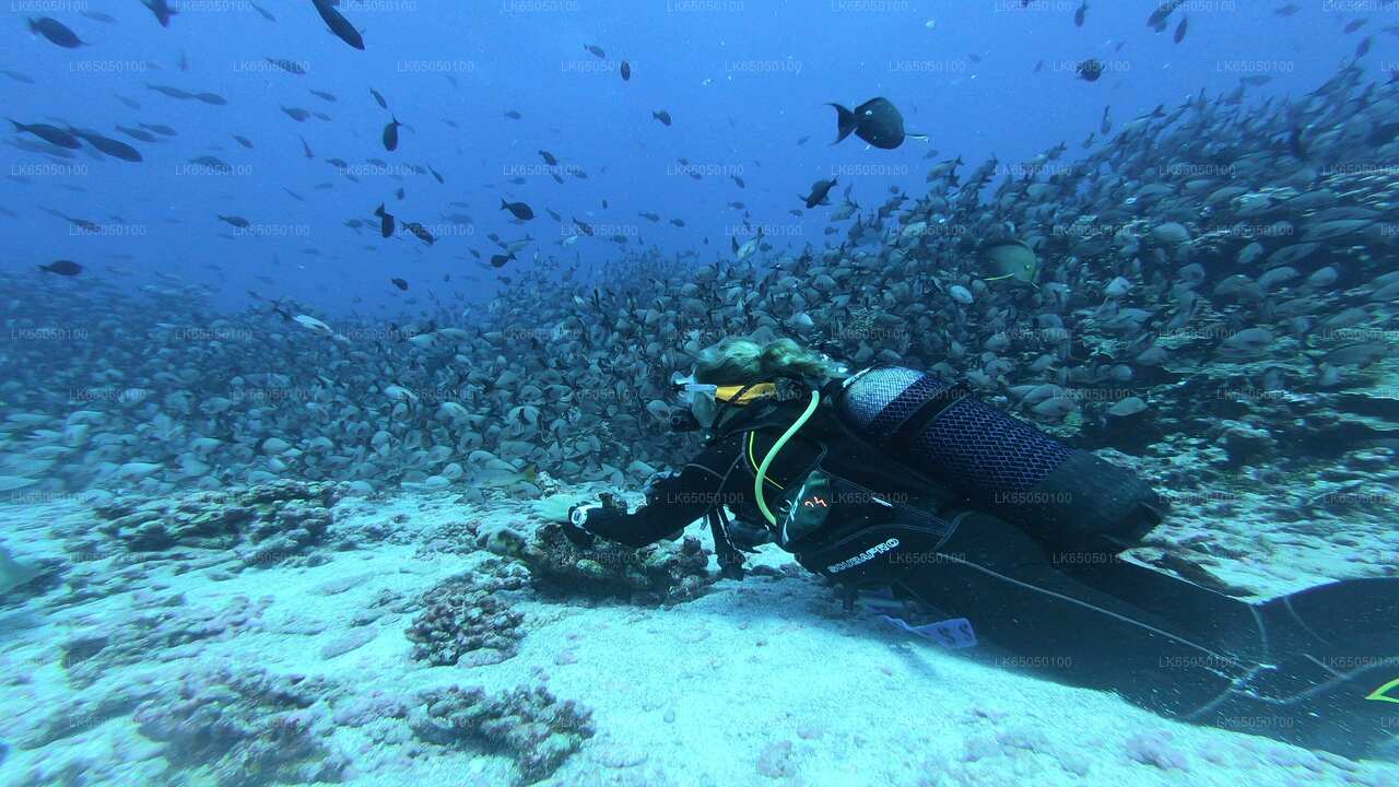 Scuba Diving from Negombo