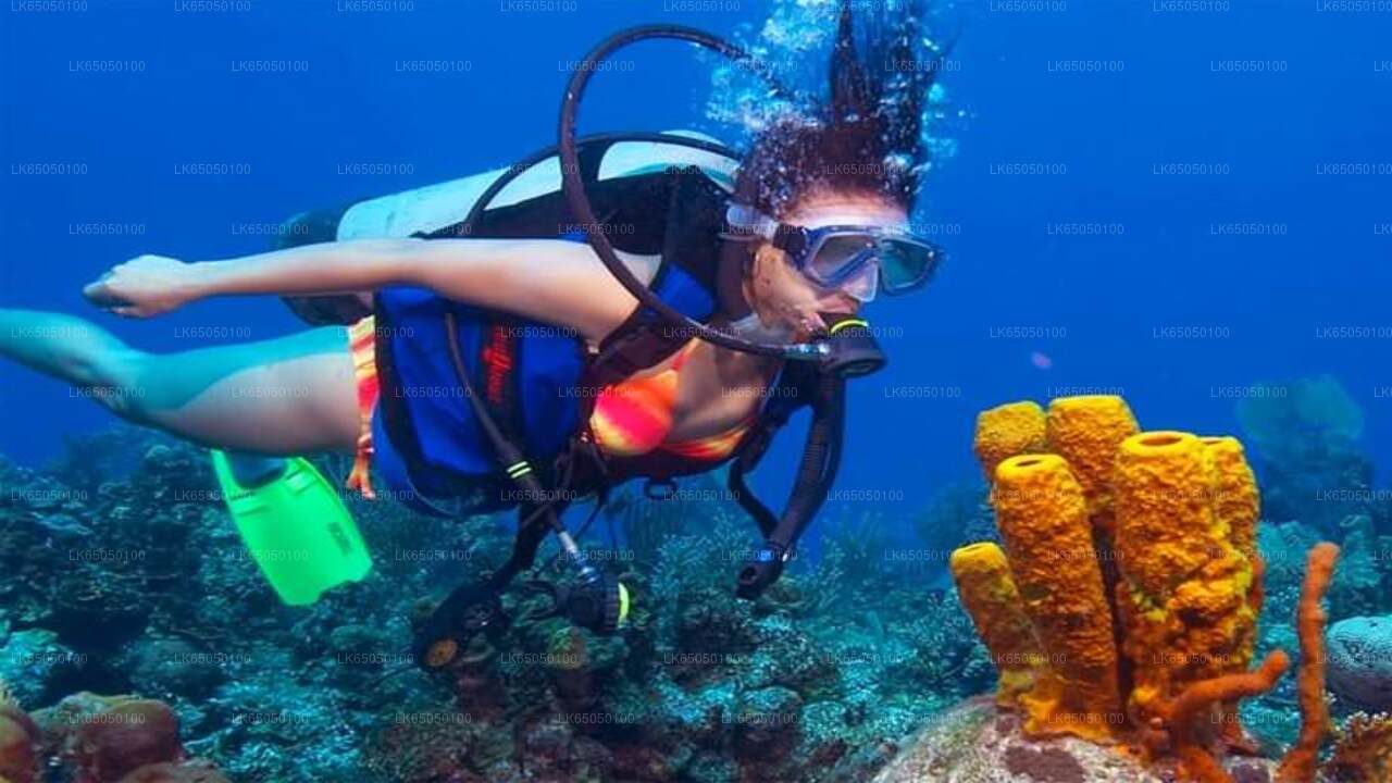 Scuba Diving from Negombo