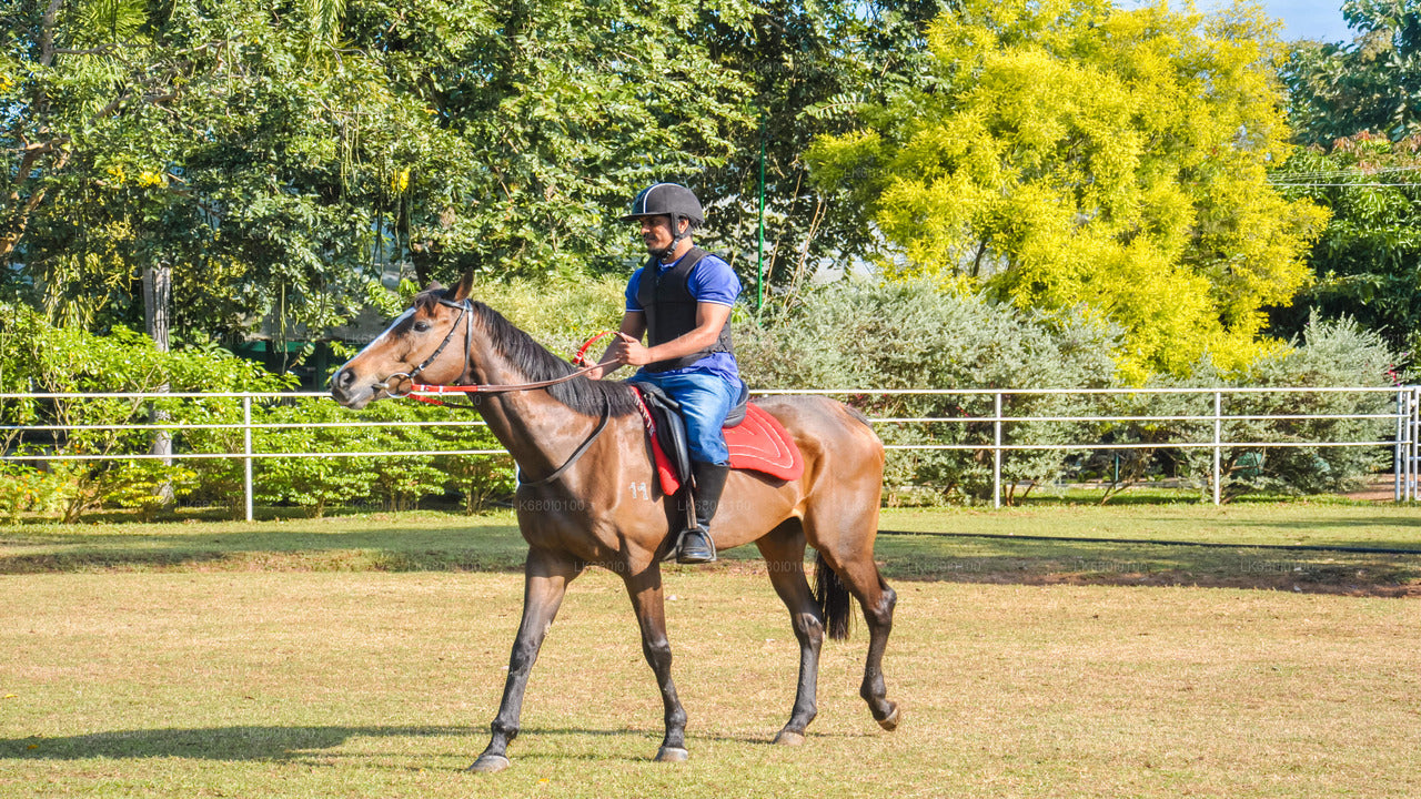 Horse Riding for Beginners from Dambulla