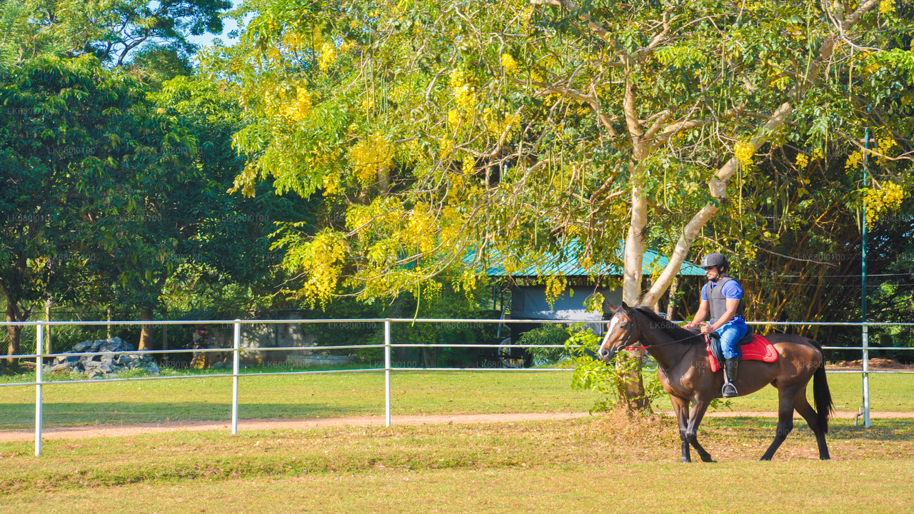 Horse Riding for Beginners from Dambulla