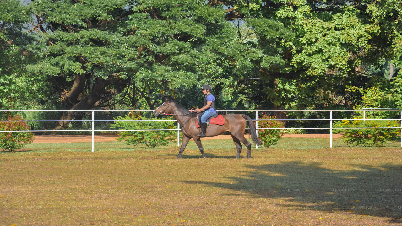 Horse Riding for Beginners from Dambulla