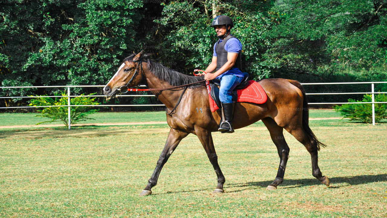 Horse Riding for Professionals from Negombo