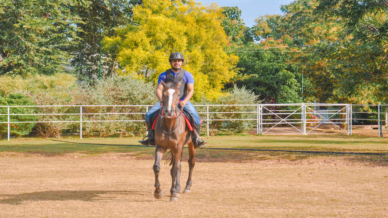 Horse Riding for Professionals from Negombo