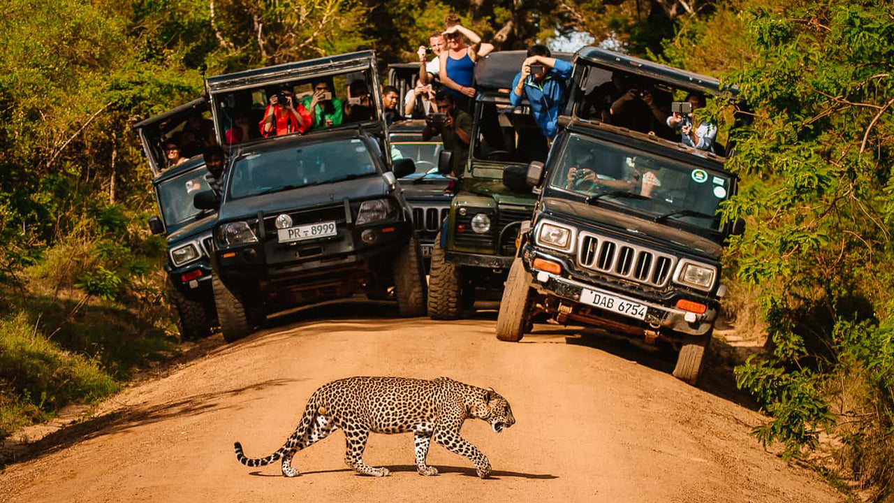 Yala National Park Entrance Ticket