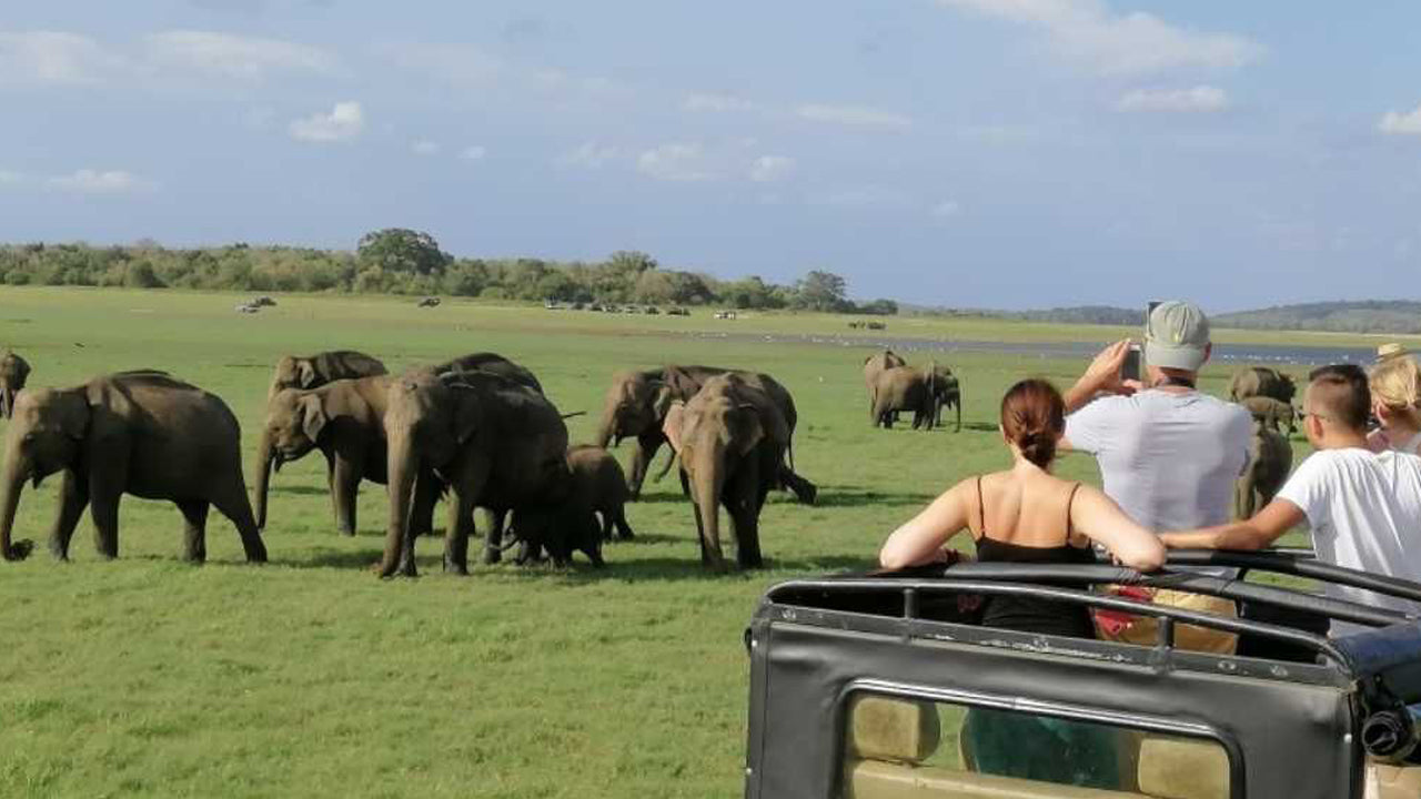 Minneriya National Park Entrance Ticket