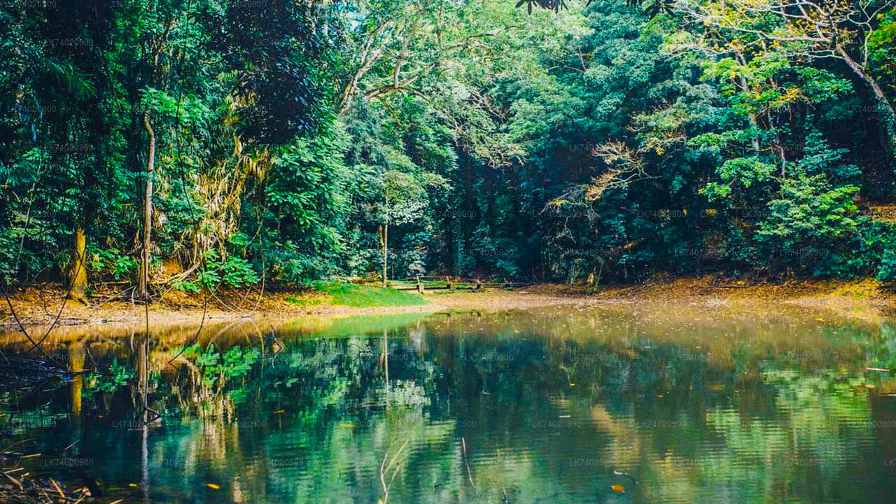 Udawattakele Forest Reserve Hike from Kandy