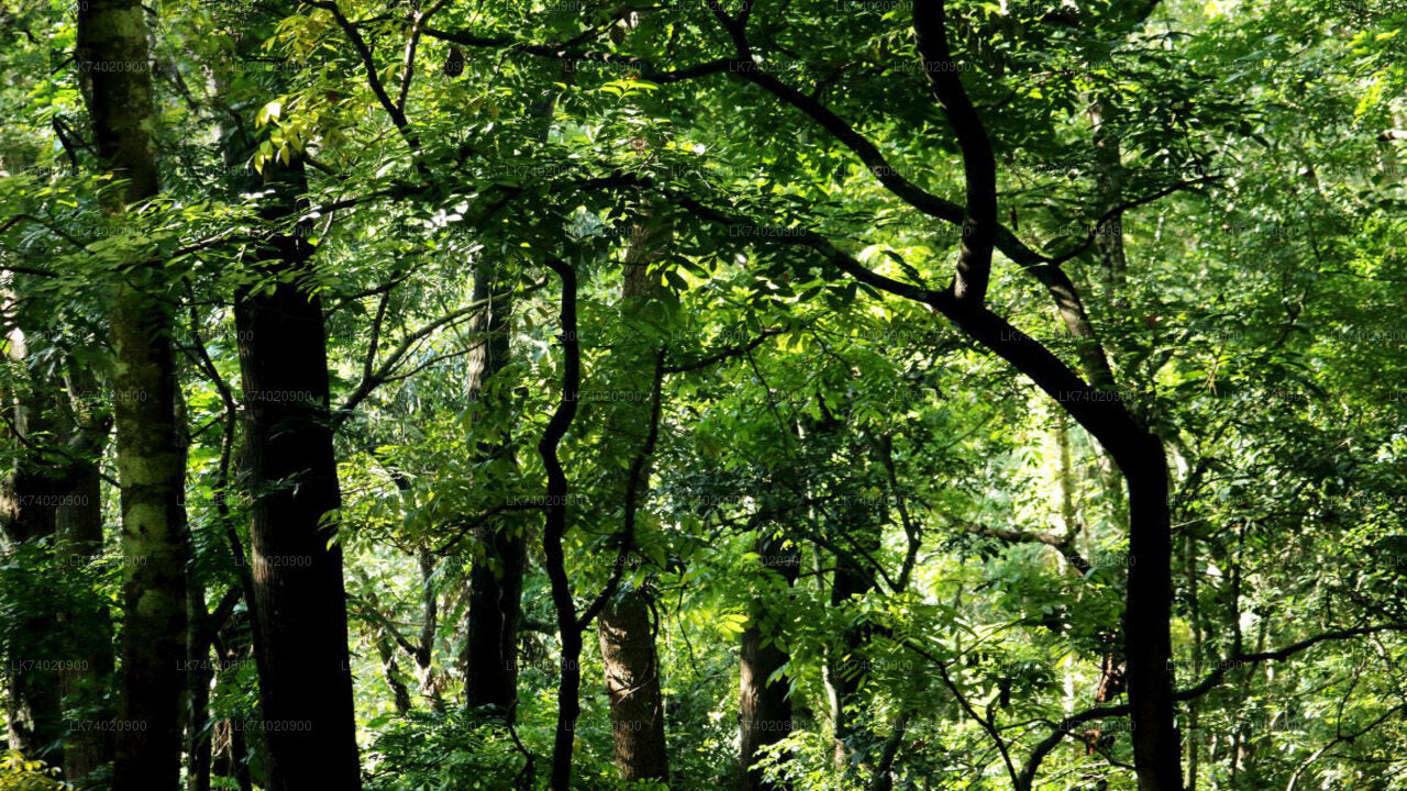 Udawattakele Forest Reserve Hike from Kandy