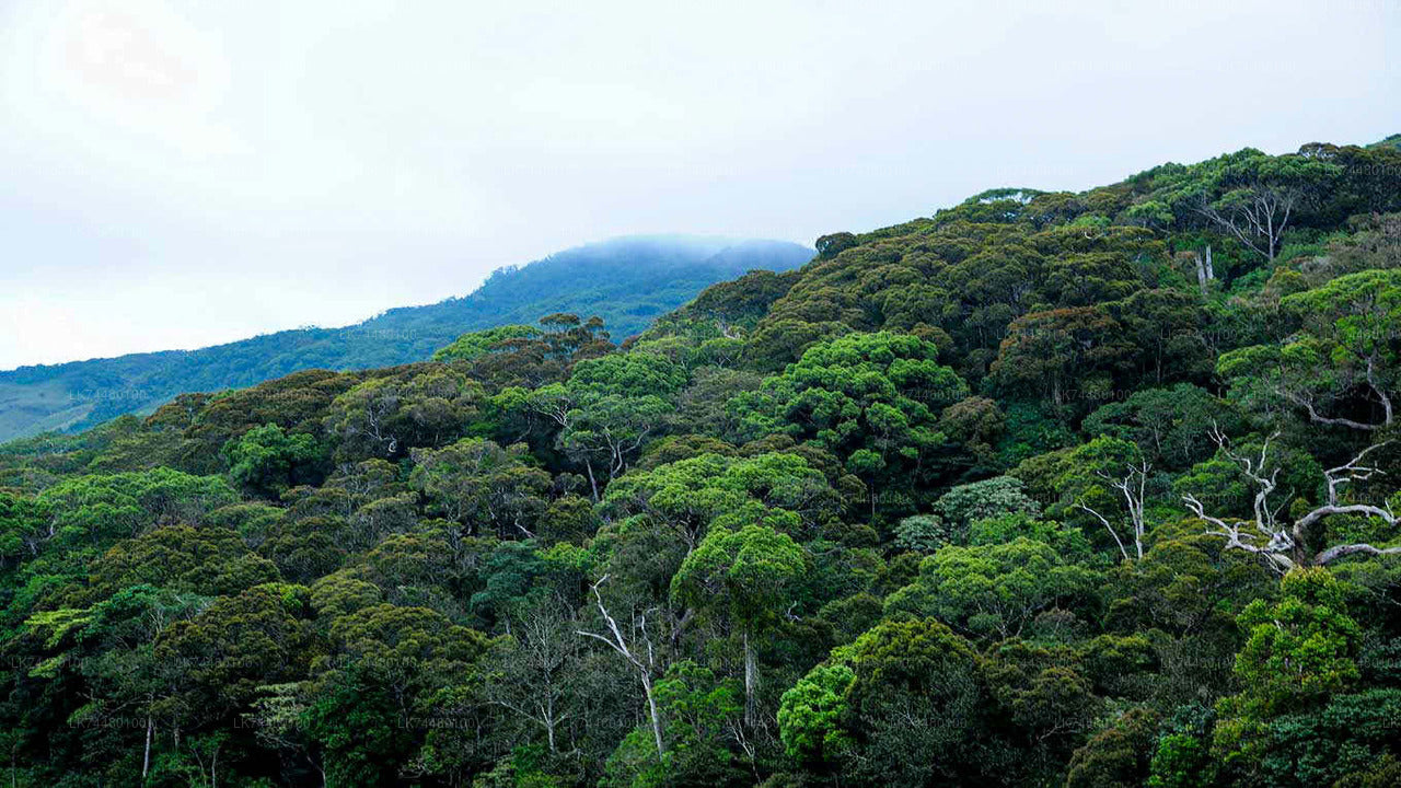 Trekking in Sinharaja Rainforest