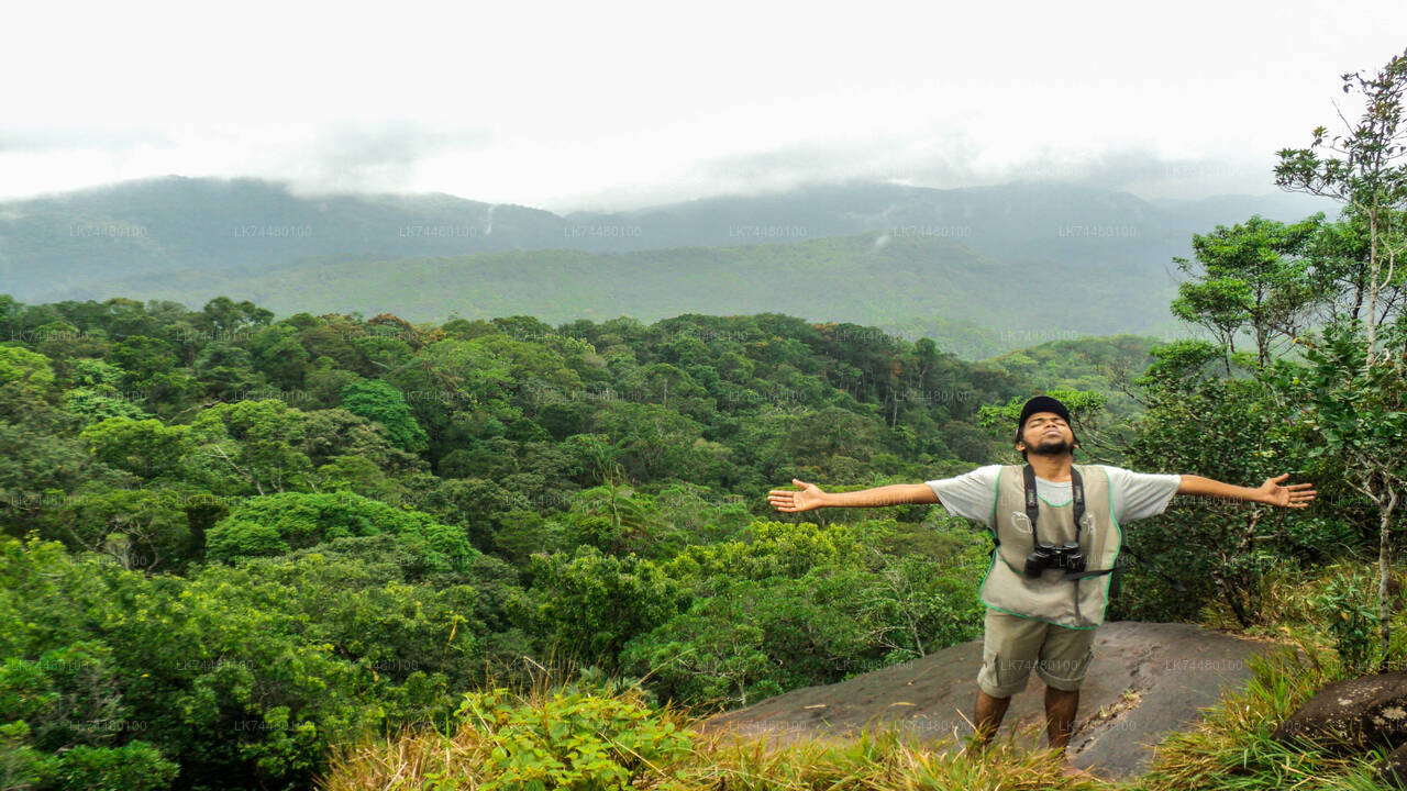 Trekking in Sinharaja Rainforest