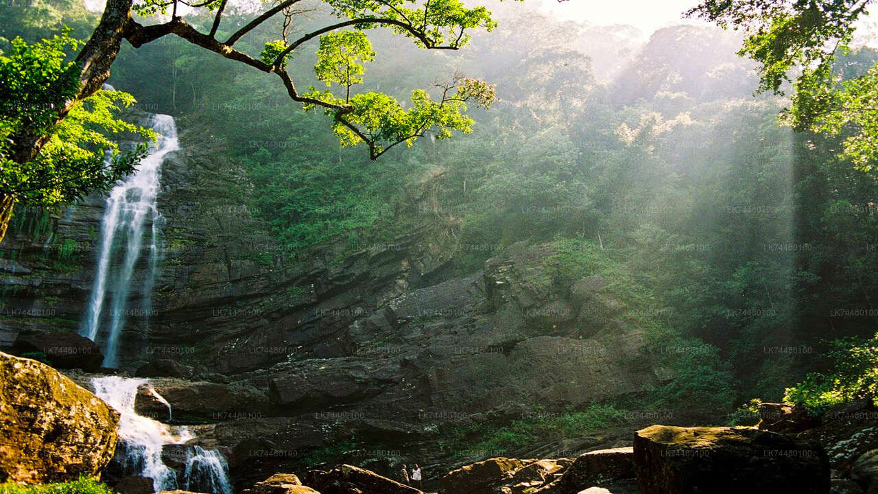 Trekking in Sinharaja Rainforest