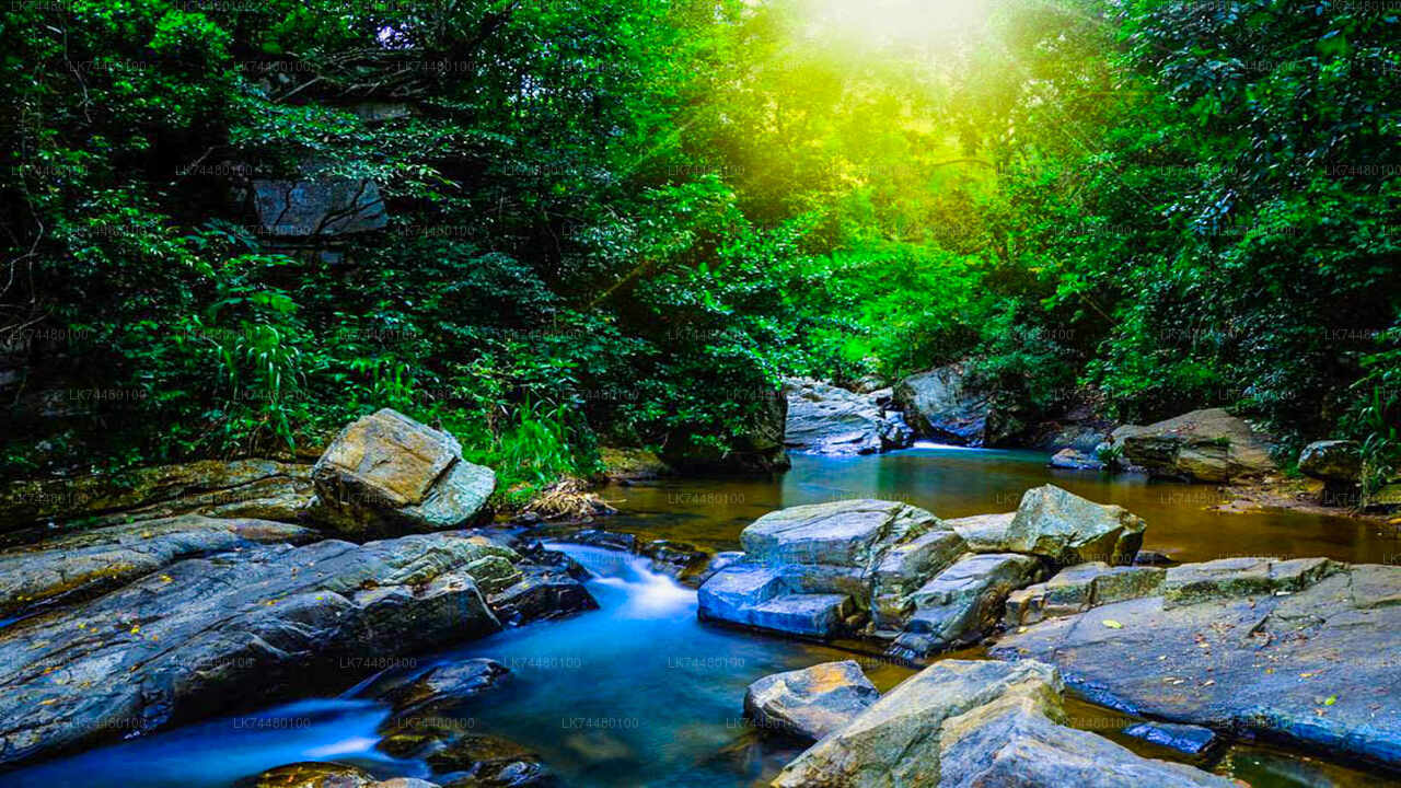 Trekking in Sinharaja Rainforest