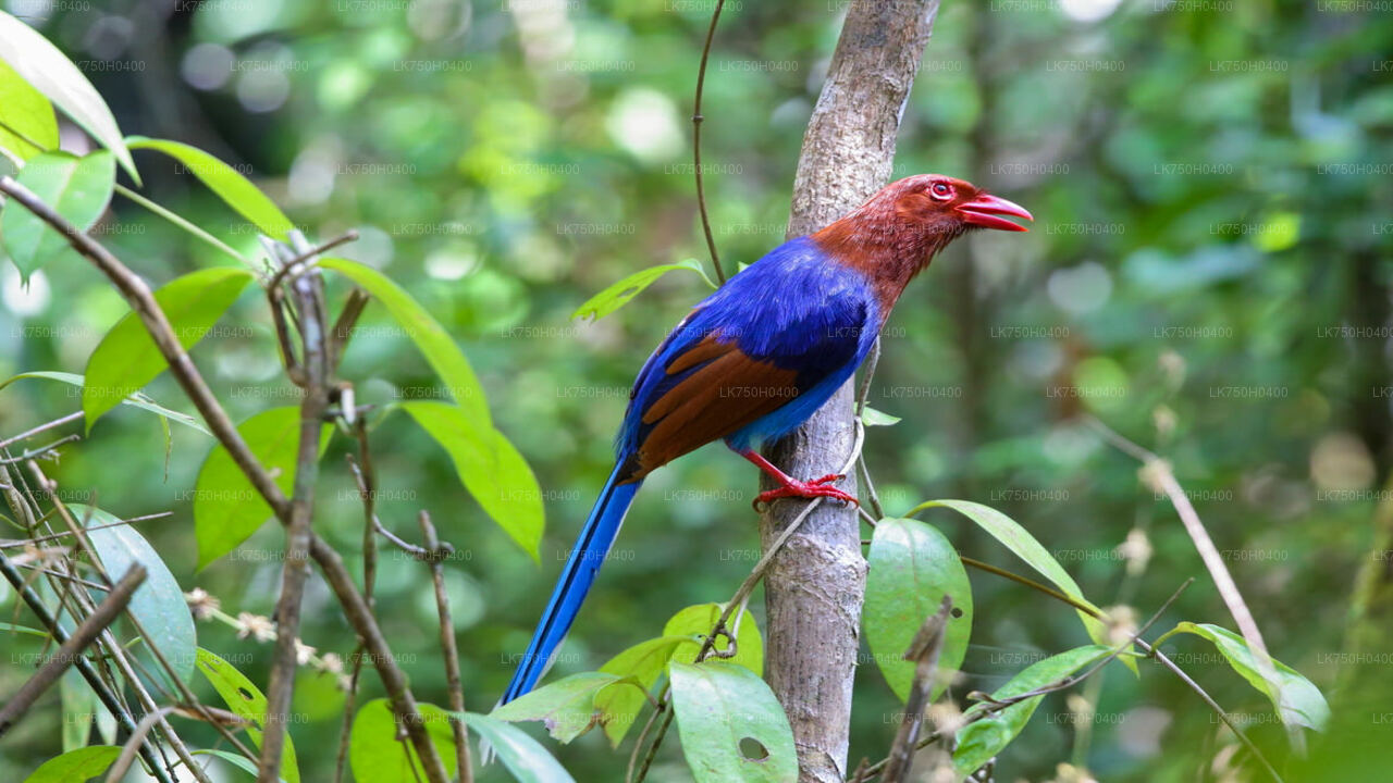 Birdwatching Trek in Sinharaja Rainforest from Colombo