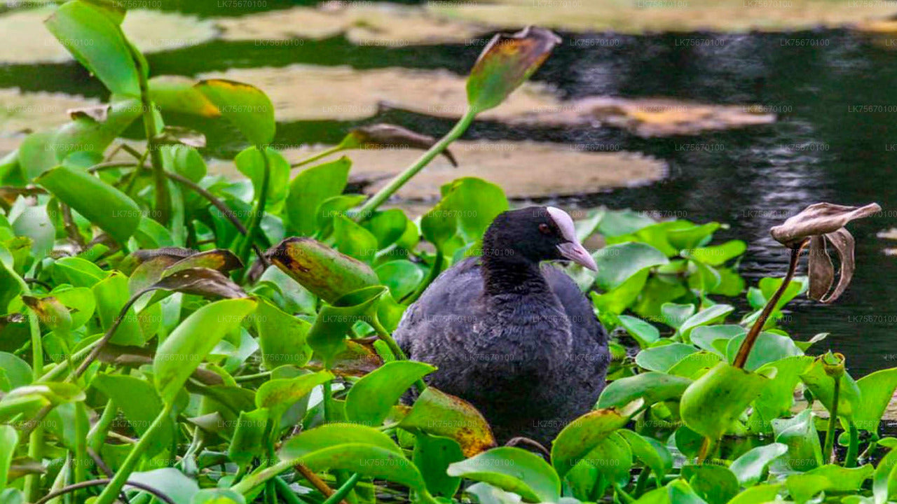 Birdwatching at Anawilundawa Sanctuary